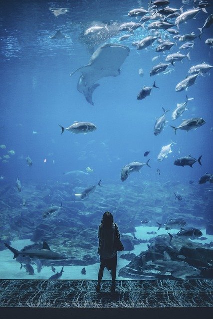 nature, water, people, woman, fish, blue, wonder, alone, aquarium, fish, fish, alone, aquarium, aquarium, aquarium, aquarium, aquarium