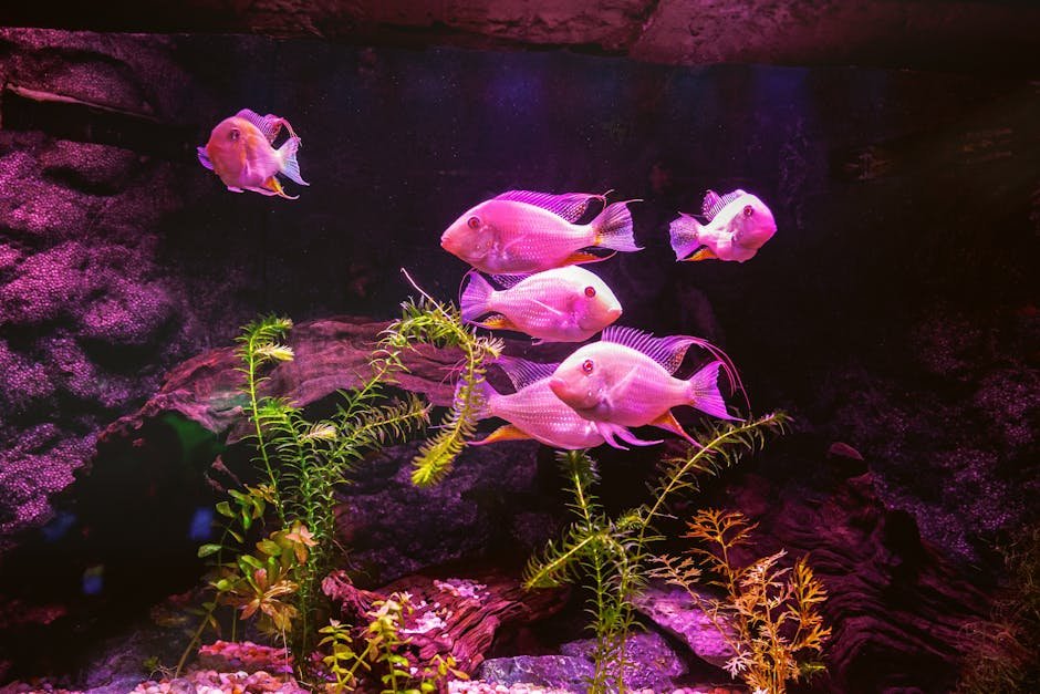 Colorful fish swimming among plants in a pink-lit aquarium.