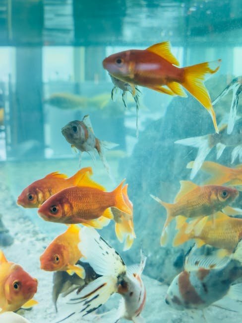 Colorful goldfish swimming gracefully in a clear aquarium tank.