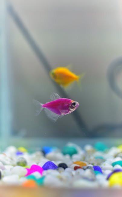 Close-up of vibrant pink and yellow fish swimming in a colorful home aquarium.