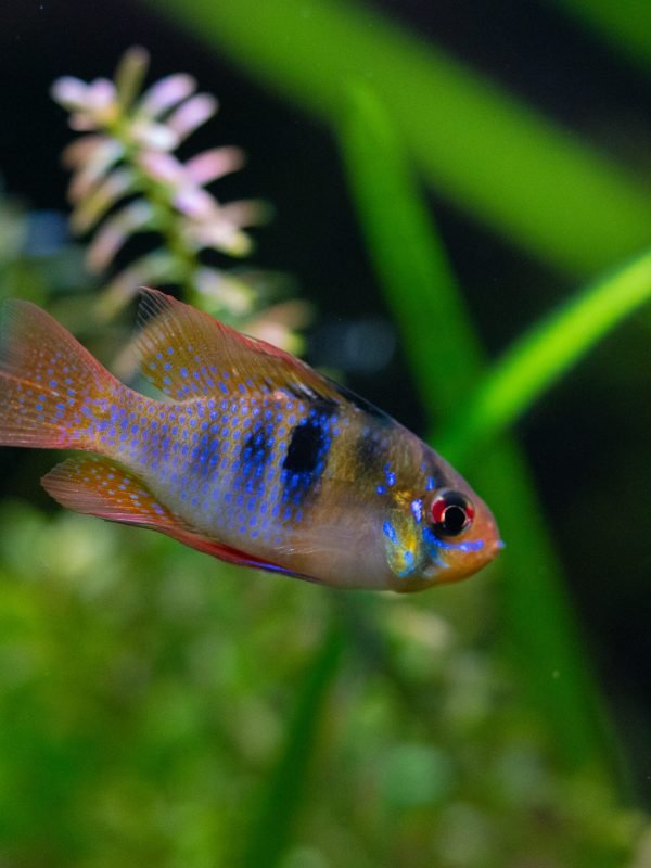 venezuelan ramirezi in a planted fish tank