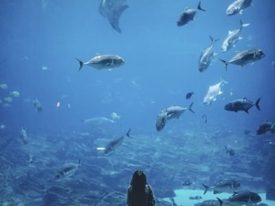 nature, water, people, woman, fish, blue, wonder, alone, aquarium, fish, fish, alone, aquarium, aquarium, aquarium, aquarium, aquarium
