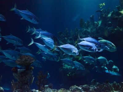 animal, aquarium, aquatic, coral, deep, nature, fish, marine, ocean, reef, scuba, sea, under, underwater, water