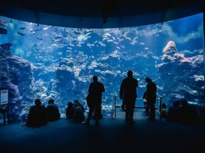 Silhouette of people enjoying a relaxing time at an aquarium in San Francisco.