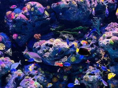 Bright tropical fish swimming amidst a vibrant coral reef in a beautifully lit aquarium.