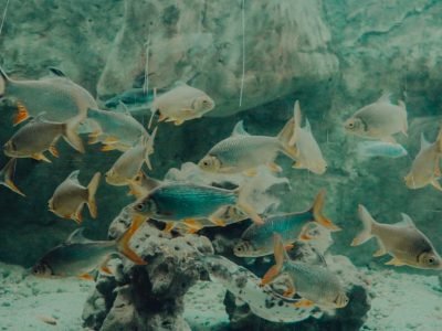 School of fish swimming gracefully in a large aquarium, showcasing aquatic life.