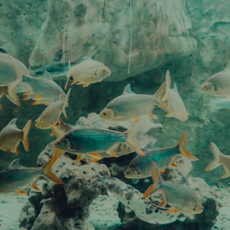 School of fish swimming gracefully in a large aquarium, showcasing aquatic life.