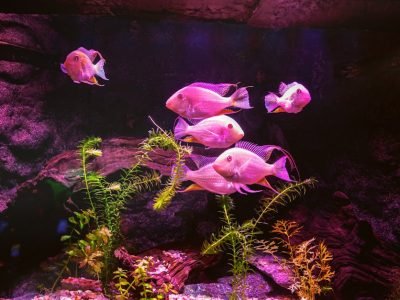 Colorful fish swimming among plants in a pink-lit aquarium.