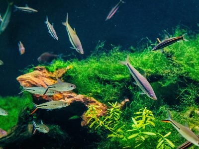Colorful aquarium with vibrant fish swimming among lush plants and rocks.