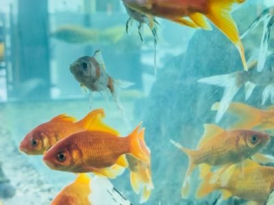 Colorful goldfish swimming gracefully in a clear aquarium tank.