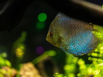 Vibrant discus fish swimming in an illuminated aquarium with lush greenery.