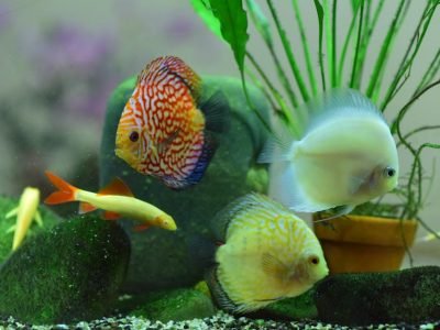Colorful fish swimming in a vivid aquarium environment with plants and stones.