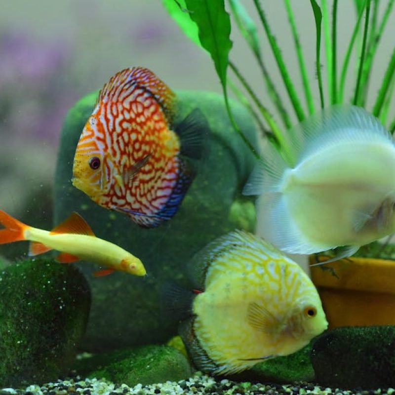 Colorful fish swimming in a vivid aquarium environment with plants and stones.