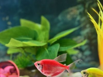 Colorful aquarium with vibrant fish swimming among plants and pebbles in a lively setting.