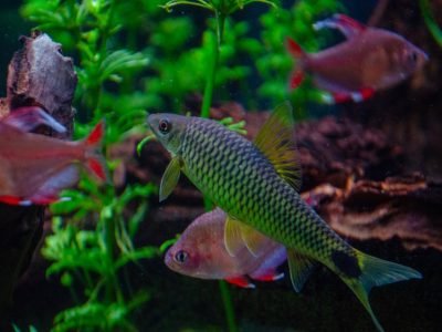 Colorful aquarium fishes swimming among green aquatic plants. Captivating underwater scene in Villach, Austria.