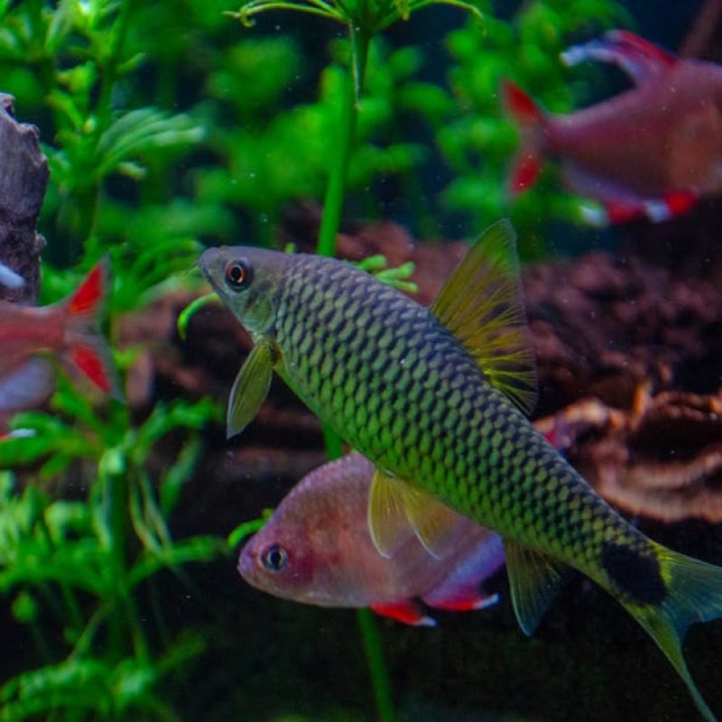 Colorful aquarium fishes swimming among green aquatic plants. Captivating underwater scene in Villach, Austria.