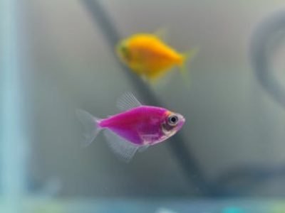 Close-up of vibrant pink and yellow fish swimming in a colorful home aquarium.
