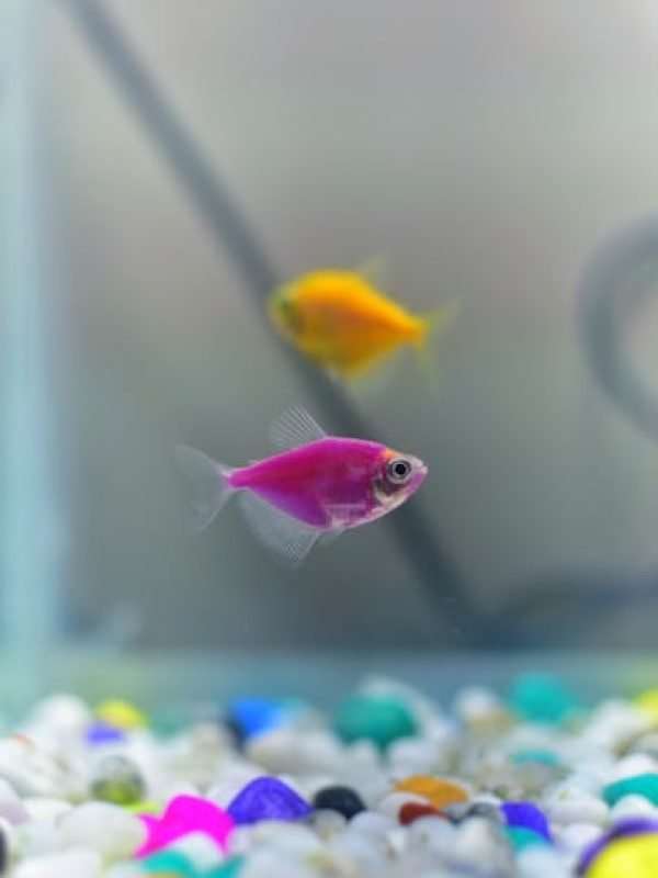 Close-up of vibrant pink and yellow fish swimming in a colorful home aquarium.